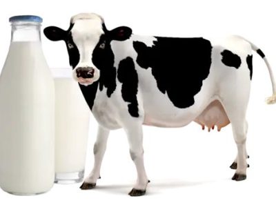 Dairy Farming Training in Ndithini Division from Mon 26th Aug to Fri 6th Sep