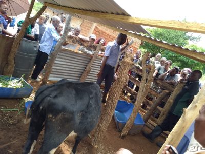Dairy Farming Training Sessions